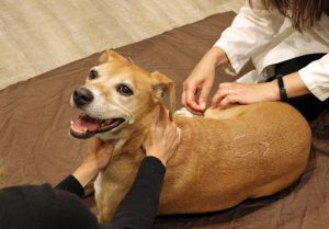 dog treatment