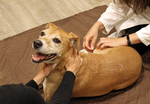 dog treatment